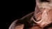 neck