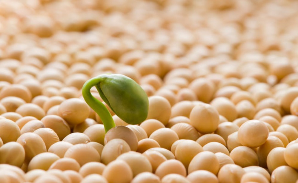 soy proteins