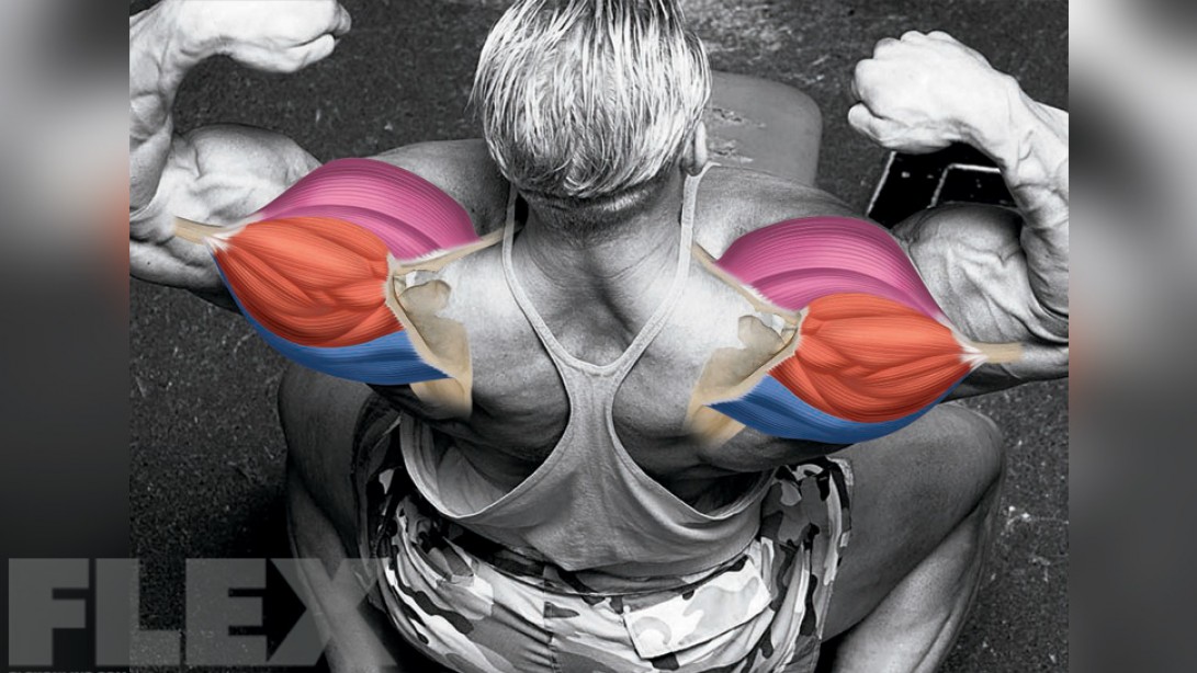 The 8 Week Plan for Killer Delts Muscle Fitness