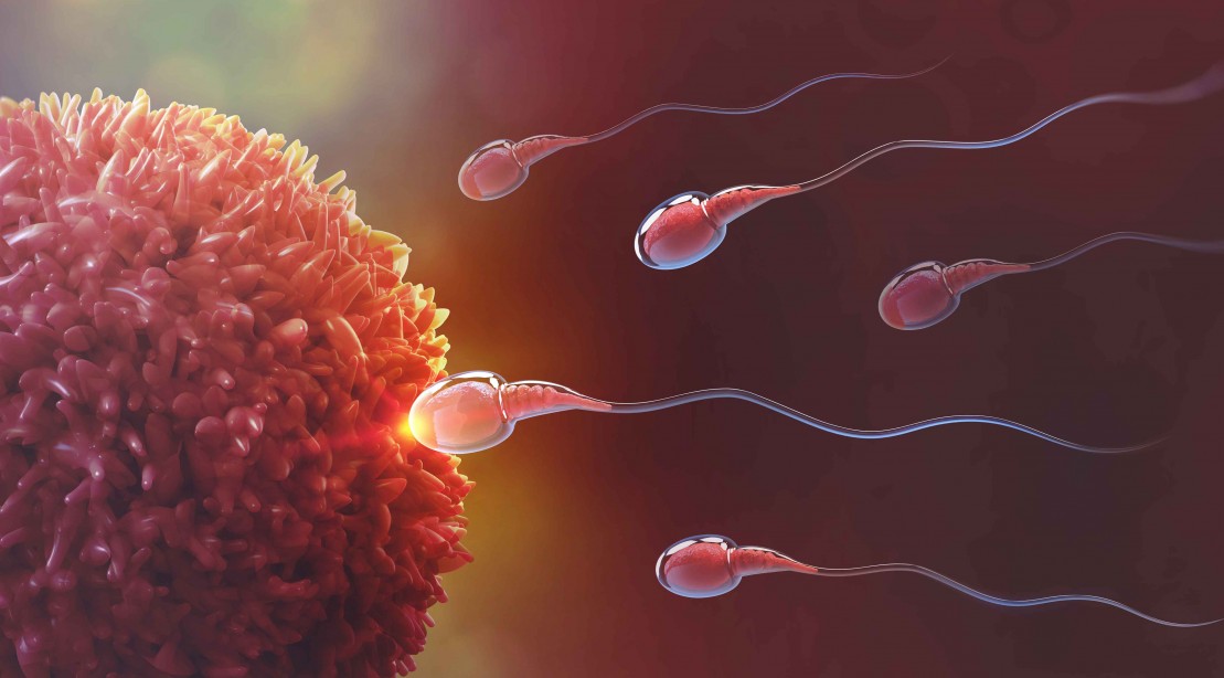 This Supplement May Repair Your Reproductive System