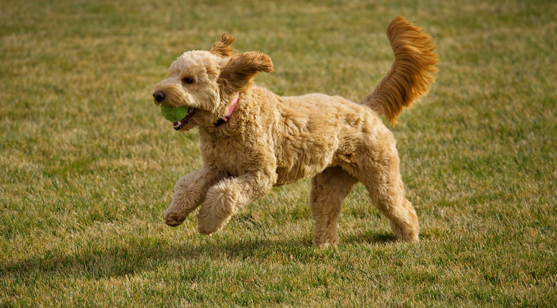 Don't Try This at Home: Swedish Couple Works Out With Their Dogs Don't Try This at Home: Swedish Couple Works Out With Their Dogs