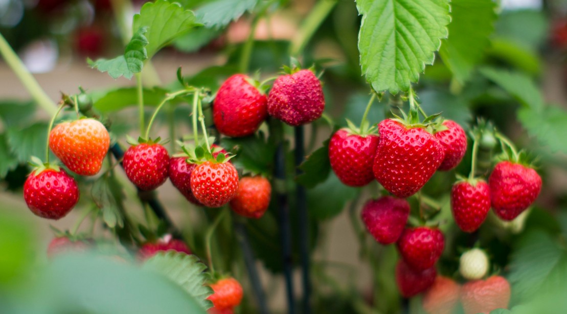 The Best Fruits for Bodybuilders to Make More Gains Muscle & Fitness